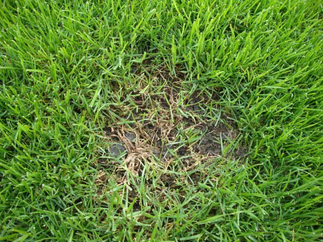  looduslikud tühimikud, kus taimede kasv ei toimi